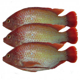Tilapia Red 500-800g, 5kg